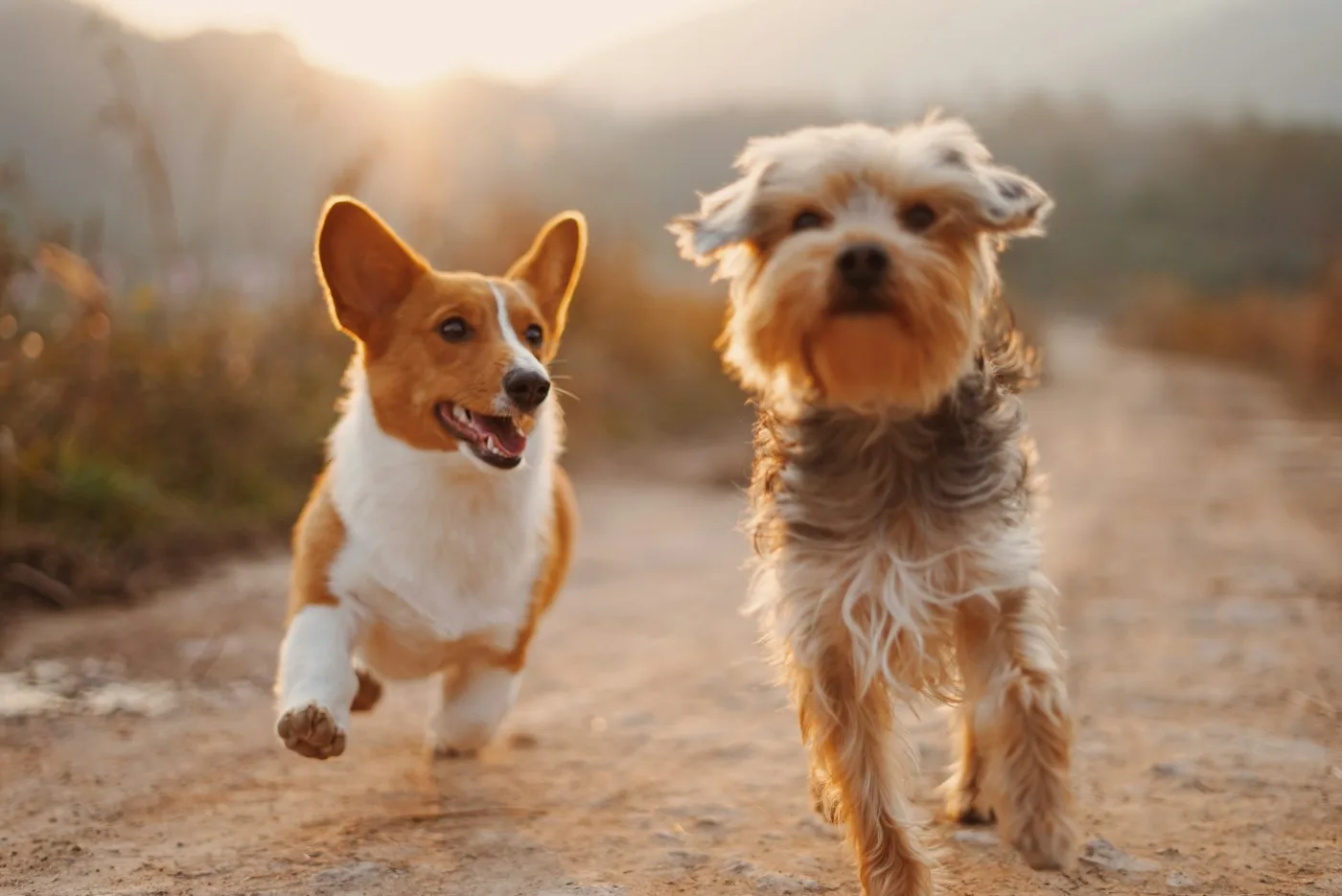 Açık havada birlikte koşan iki köpek; geçici stok görsel
