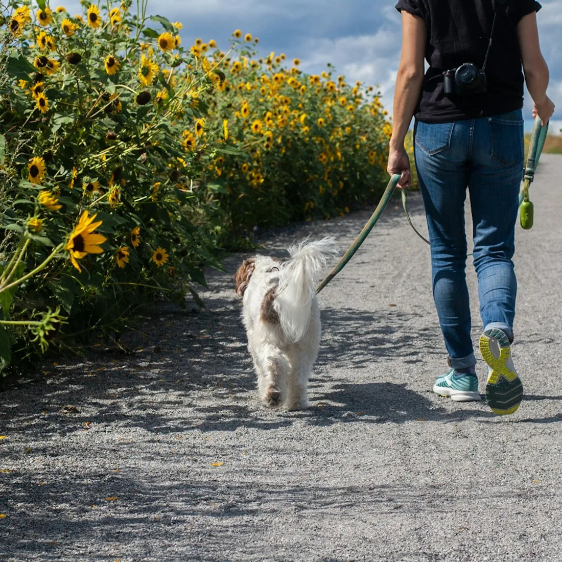 Köpeğiyle açık havada yürüyen bir kişi; geçici stok görsel